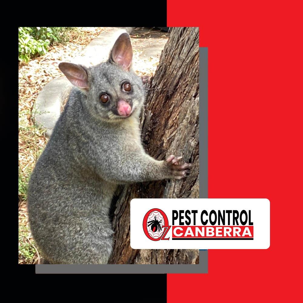 Oz Pest Control Canberra Canberra Au Act Nextdoor