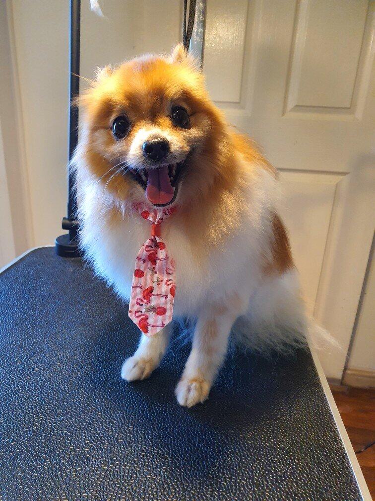 LITTLE SHY DOG GROOMING Adelaide, AUSA Nextdoor