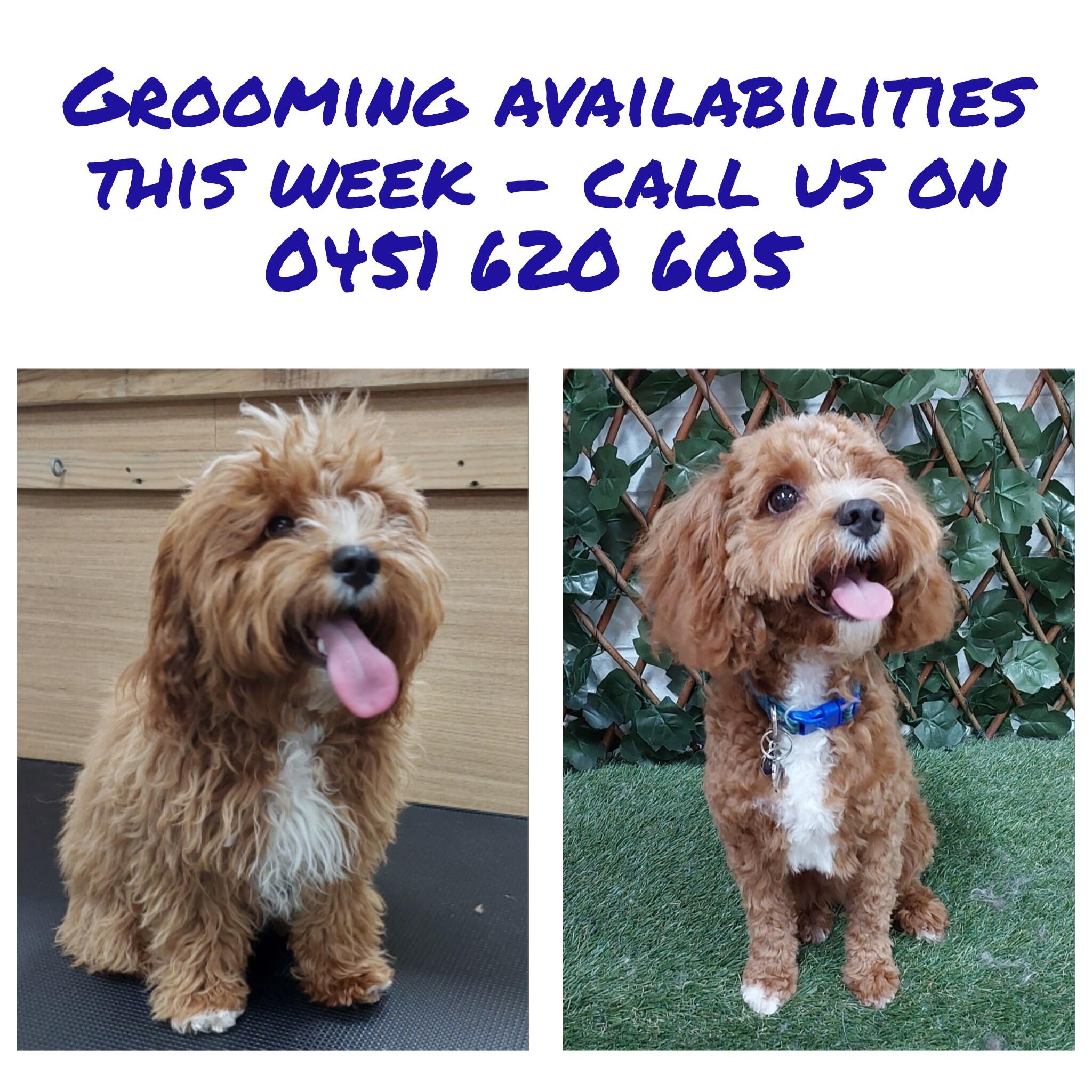 Shaggy to chic dog sales grooming