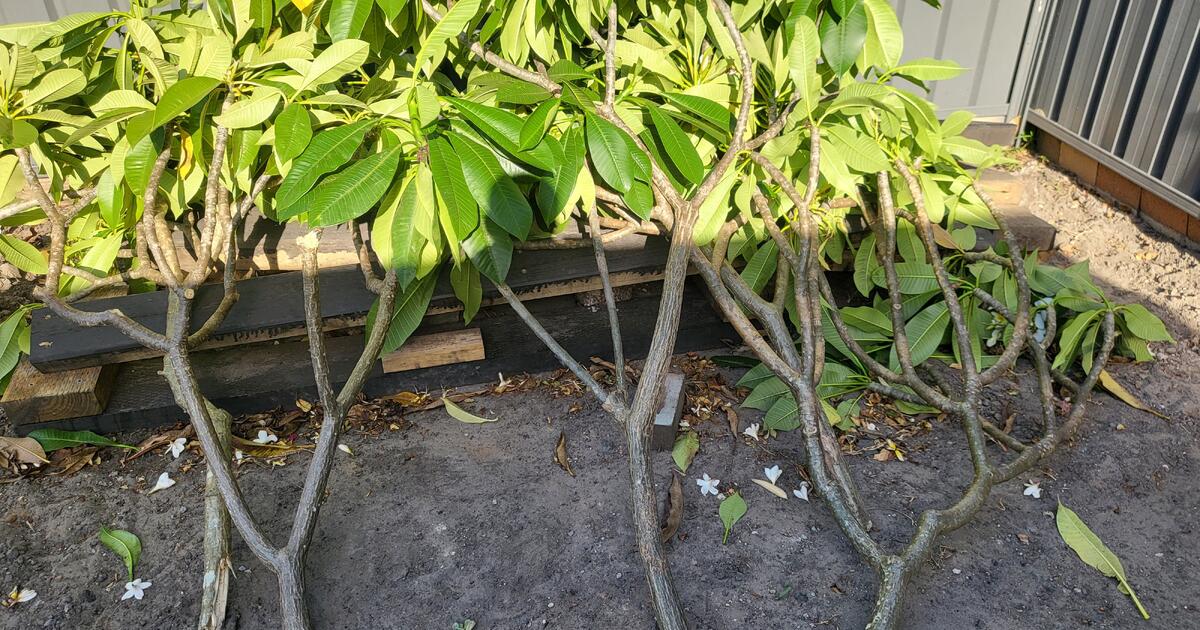 Free frangipani cuttings for Free in Newcastle, NSW For Sale & Free