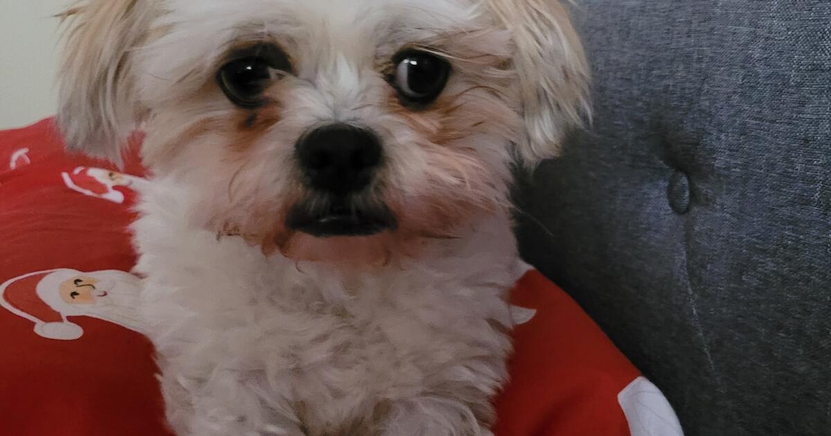 re-home-maltese-shitzu-for-free-in-perth-wa-for-sale-free-nextdoor