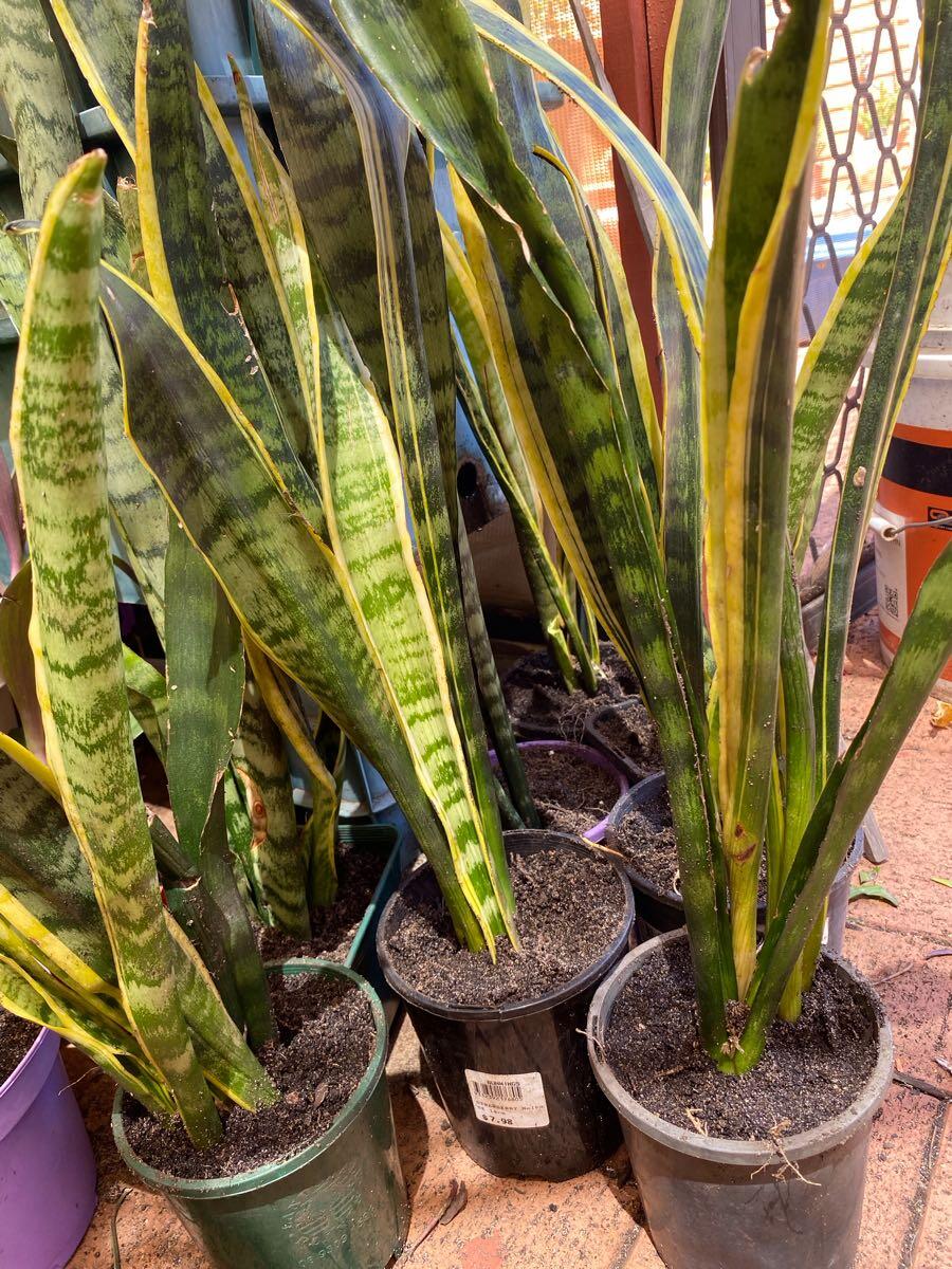 variegated bear paw succulent Cotyledon ladismithiensis variegata (Variegated Bear's Paw) main image 0